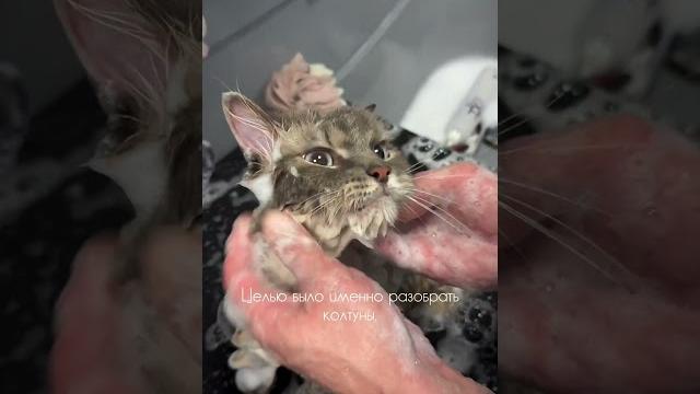 Груминг пожилых котиков: конрад, 11 лет Груминг пожилых котиков: конрад, 11 лет