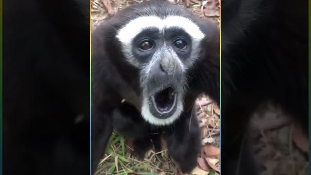 Black monkey video #monkey shorts Black monkey video #monkey shorts
