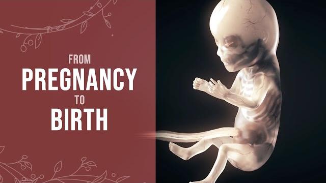 Pregnancy - how a wonder is born! (animation) Pregnancy - how a wonder is born! (animation)