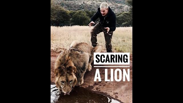 Scaring a lion #shorts Scaring a lion #shorts