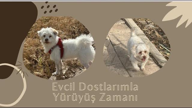 Evcil dostlarımla yürüyüş zamanı Evcil dostlarımla yürüyüş zamanı
