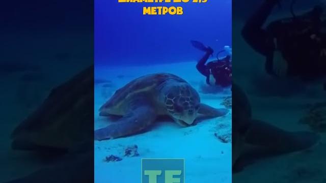 Морские черепахи имеют невероятно огромные размеры Морские черепахи имеют невероятно огромные размеры