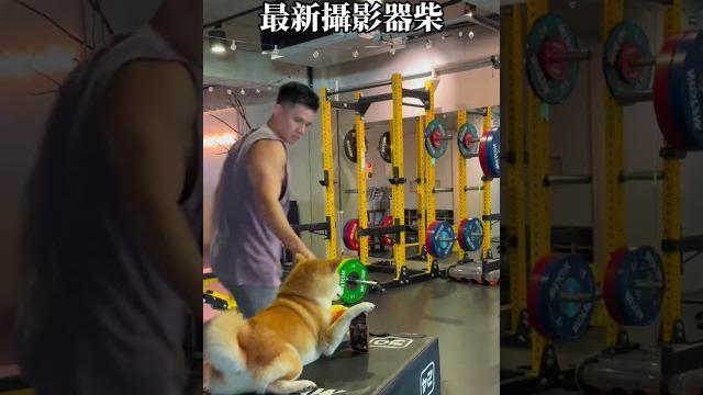 【柴生好難】健身房最新攝影器柴 支援拍攝超厭世|腳架|柴犬|可愛 【柴生好難】健身房最新攝影器柴 支援拍攝超厭世|腳架|柴犬|可愛
