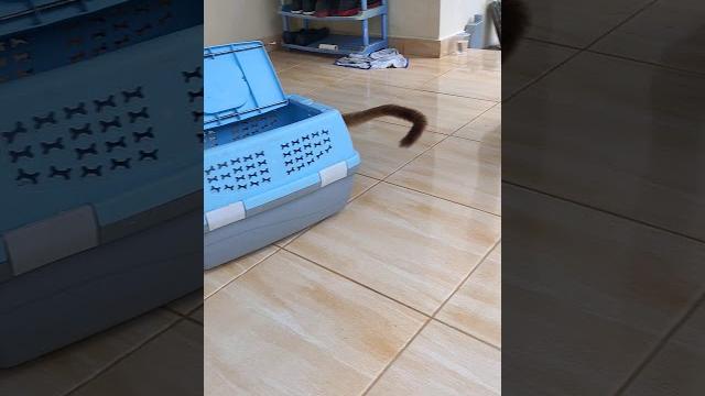 Musang akar jawa kesayanga ikut ngopi bro. Musang akar jawa kesayanga ikut ngopi bro.
