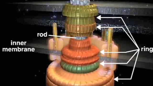 Bacterial flagellum Bacterial flagellum