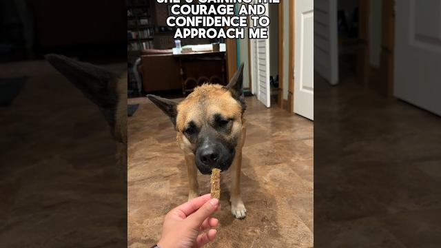 111/365. jindo rescue begins to open her heart and start to trust again ️#series #rescue #jindo 111/365. jindo rescue begins to open her heart and start to trust again ️#series #rescue #jindo