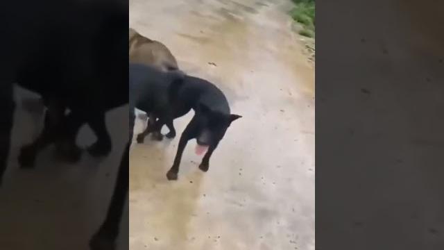 3 dog mating 3 dog mating