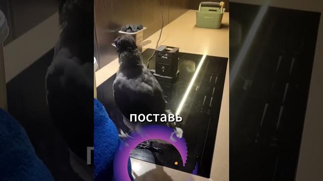 Умная ворона Умная ворона