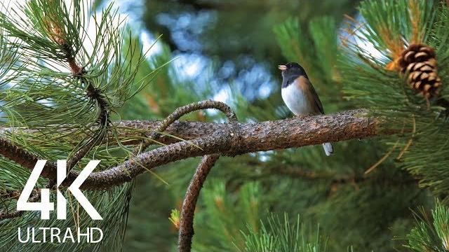 Bird songs - 8 hours of birds singing in the forest - nature relaxation video in 4k ultra hd Bird songs - 8 hours of birds singing in the forest - nature relaxation video in 4k ultra hd
