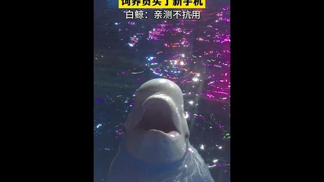 饲养员:坏两台了,这手机也不行啊#白鲸 #白鲸吐口水 #白鲸有多聪明#大连圣亚海洋世界 饲养员:坏两台了,这手机也不行啊#白鲸 #白鲸吐口水 #白鲸有多聪明#大连圣亚海洋世界