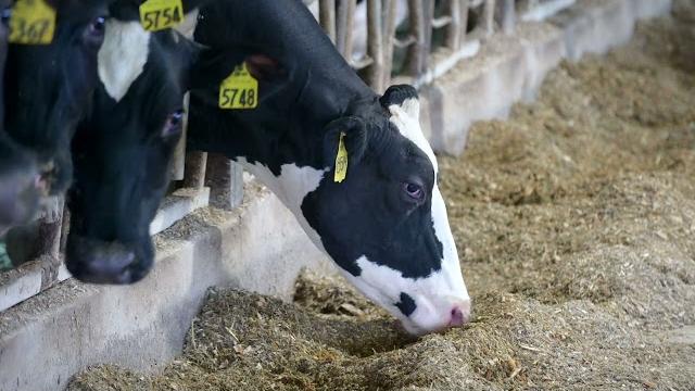 Locust hill dairy - 2022 host farm Locust hill dairy - 2022 host farm