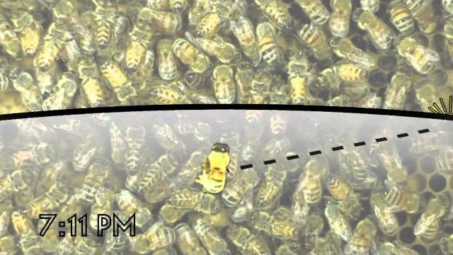 The waggle dance of the honeybee The waggle dance of the honeybee