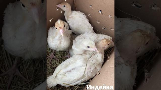 #индейка#цыплята#индюшата #индейка#цыплята#индюшата