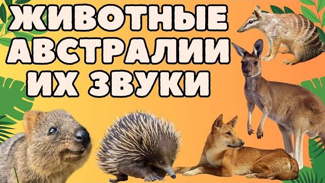 Животные австралии \ звуки животных австралии \ животные для детей \ развивающее видео \ зоопарк Животные австралии \ звуки животных австралии \ животные для детей \ развивающее видео \ зоопарк