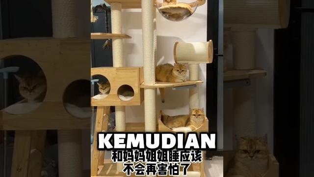 Si bontot punya tempat tidur baru! #shortsfeed #cat #kucing #shorts Si bontot punya tempat tidur baru! #shortsfeed #cat #kucing #shorts