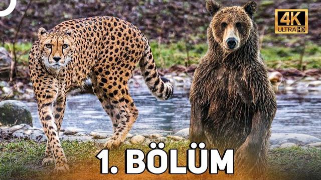 Vahşi̇ serüven 1. bölüm | 4k hayvan belgeseli̇ Vahşi̇ serüven 1. bölüm | 4k hayvan belgeseli̇