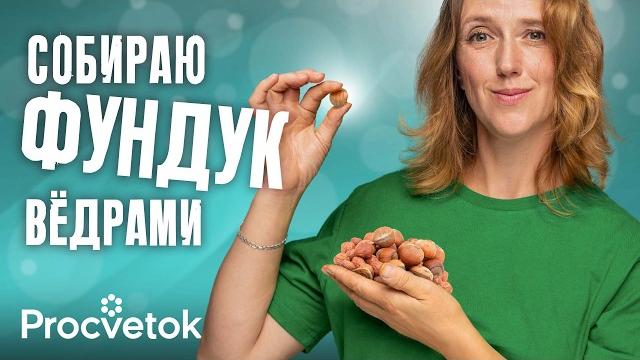 15-летний опыт выращивания фундука в одном видео! все, что нужно знать о фундуке для хорошего урожая 15-летний опыт выращивания фундука в одном видео! все, что нужно знать о фундуке для хорошего урожая