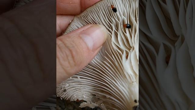 Bugs in the mushrooms #natureasmr #oddasmr #giantess #fungi #mushrooms #bugs #handmovements Bugs in the mushrooms #natureasmr #oddasmr #giantess #fungi #mushrooms #bugs #handmovements