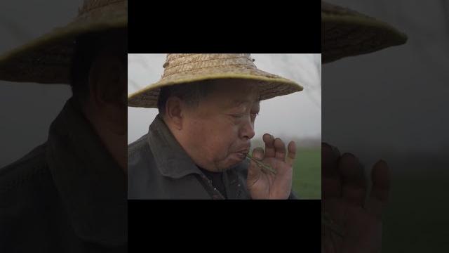 路边截取一段柳条削成哨子,声音很美妙#shorts 路边截取一段柳条削成哨子,声音很美妙#shorts