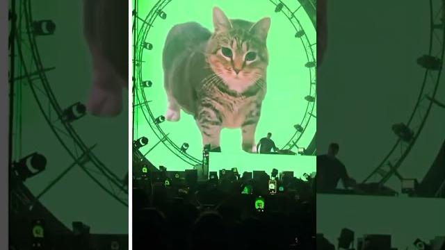 Cat rave #funny #comedy #cat #rave #edm #dj #shorts #song #music Cat rave #funny #comedy #cat #rave #edm #dj #shorts #song #music