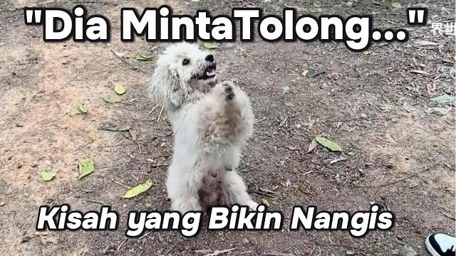 Kisah mengharukan: anjing liar menuntun manusia untuk menyelamatkan anaknya| kisah nyata inspiratif Kisah mengharukan: anjing liar menuntun manusia untuk menyelamatkan anaknya| kisah nyata inspiratif