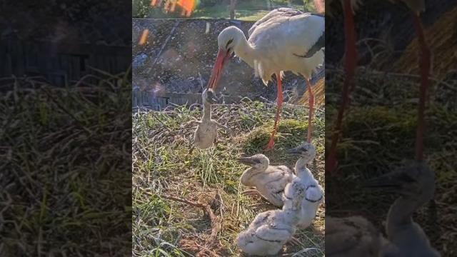 Dad storks threw the young chick out of the nest #whitestork #storks #storknest #shorts.#birds Dad storks threw the young chick out of the nest #whitestork #storks #storknest #shorts.#birds