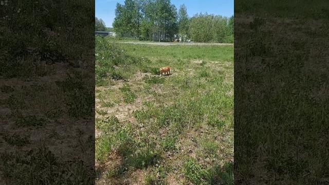 Kucing suka jalan-jalan di bawah sinar matahari Kucing suka jalan-jalan di bawah sinar matahari