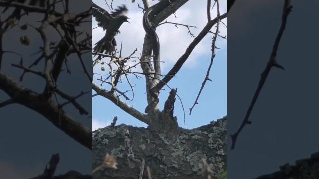 Starlings vs black mamba Starlings vs black mamba