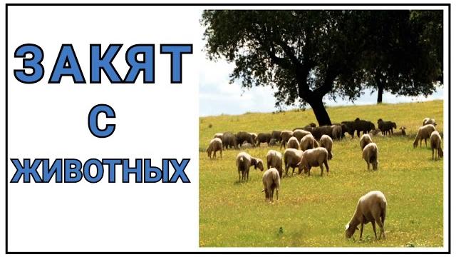 8. закят с животных 8. закят с животных