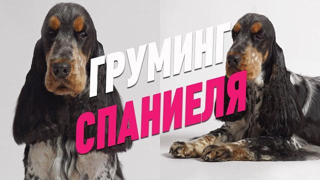 Груминг спаниеля / вычес подшерстка / обучение грумингу / эпизод мастер-класса / groom school Груминг спаниеля / вычес подшерстка / обучение грумингу / эпизод мастер-класса / groom school