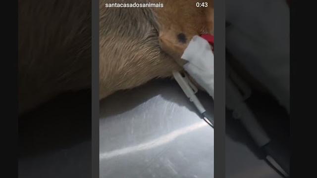 #pets #pets