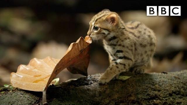 World's smallest cat - bbc World's smallest cat - bbc