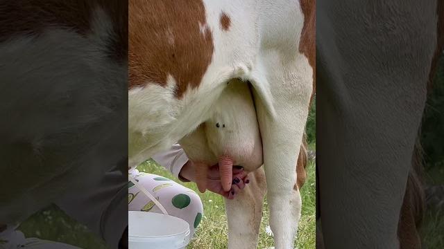 Milking #animals #nature #cow Milking #animals #nature #cow