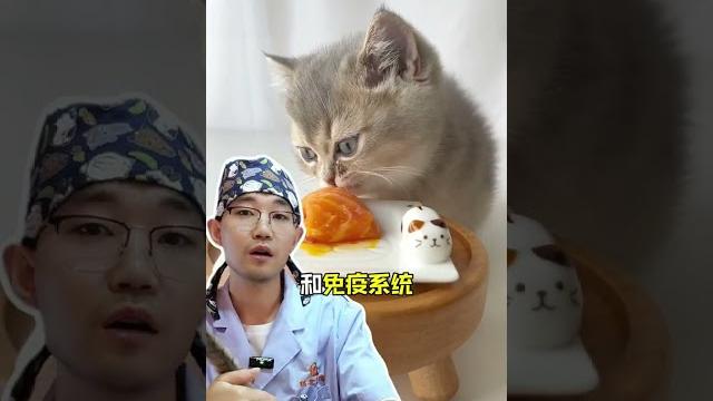 猫咪越吃越长寿的食物~还不码住?猫咪长寿 猫咪知识 养猫知识 猫咪越吃越长寿的食物~还不码住?猫咪长寿 猫咪知识 养猫知识