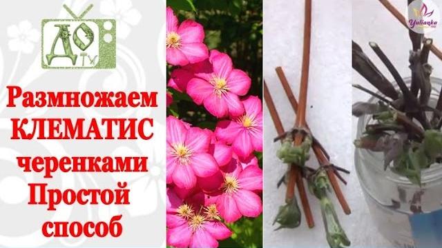 Размножаем клематисы черенками. самый простой способ Размножаем клематисы черенками. самый простой способ