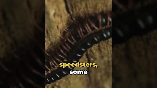 10 centipede facts you didn't know 10 centipede facts you didn't know
