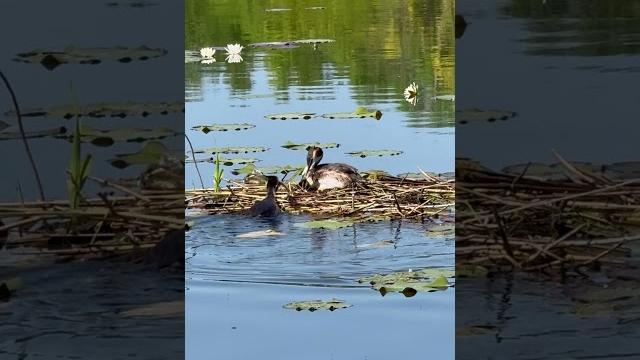 Озеро, большие поганки, гнездо.see, haubentaucher, nest.lake, great grebes, nest. #wildlife #lake Озеро, большие поганки, гнездо.see, haubentaucher, nest.lake, great grebes, nest. #wildlife #lake