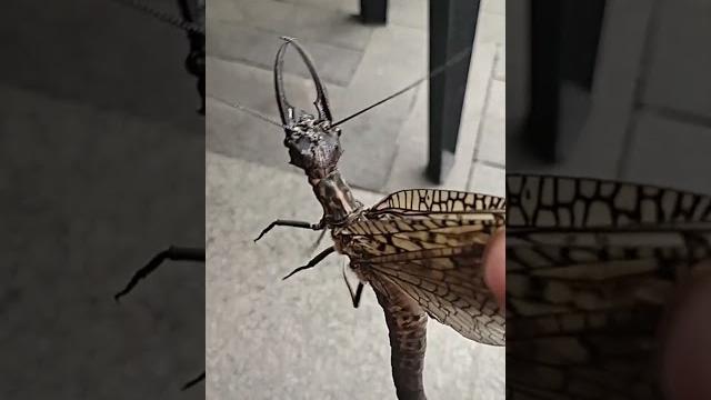 Самое большое летающие насекомое Самое большое летающие насекомое