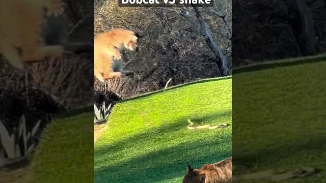 Bobcat vs snake Bobcat vs snake