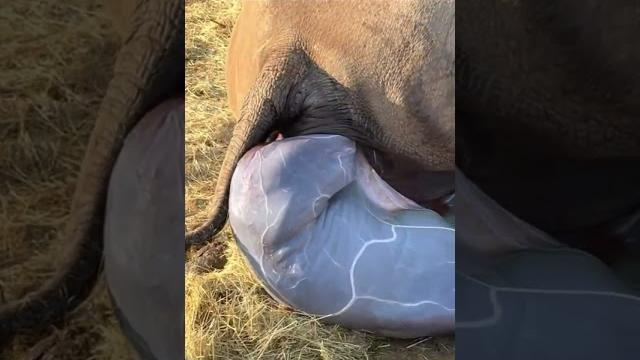 Rhino gives birth | the child immediately stood up Rhino gives birth | the child immediately stood up