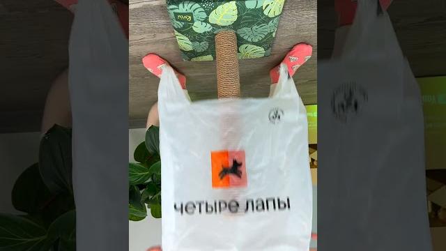 Требовательная киска Требовательная киска