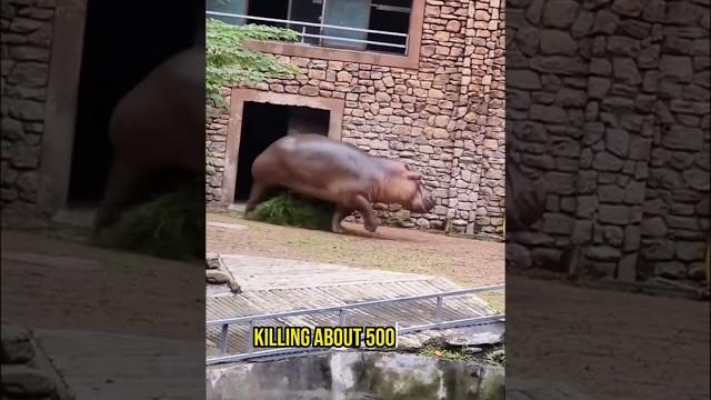 Hippo attacks man!! #shorts Hippo attacks man!! #shorts
