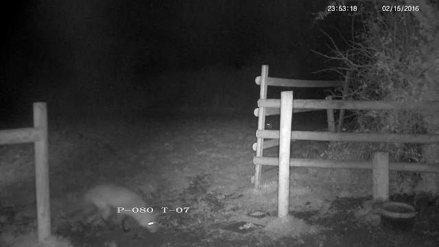 Rural vixen female fox screaming - with sounds Rural vixen female fox screaming - with sounds