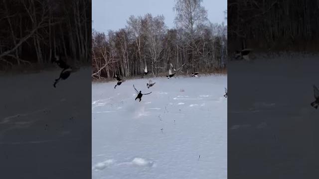 Сибирская охота на тетерева! смотрите видео до конца!!! Сибирская охота на тетерева! смотрите видео до конца!!!