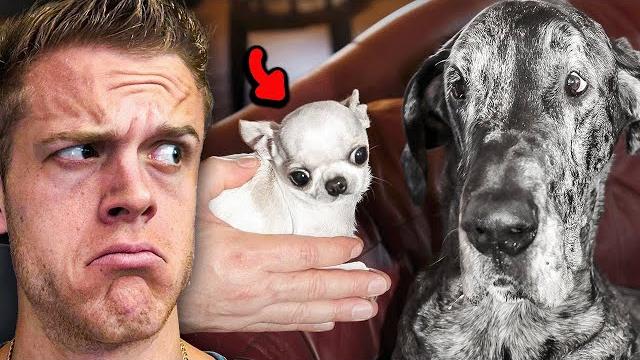 The worlds largest dog meets the smallest. The worlds largest dog meets the smallest.