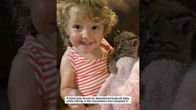 Bobcats' new home #animals #wildliferescue #rescue #cute #pets#bobcat #lovestory #love #wildlife Bobcats' new home #animals #wildliferescue #rescue #cute #pets#bobcat #lovestory #love #wildlife