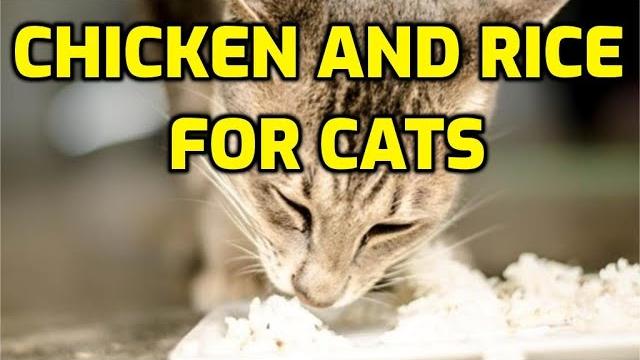 Will chicken and rice help cats with diarrhea? Will chicken and rice help cats with diarrhea?