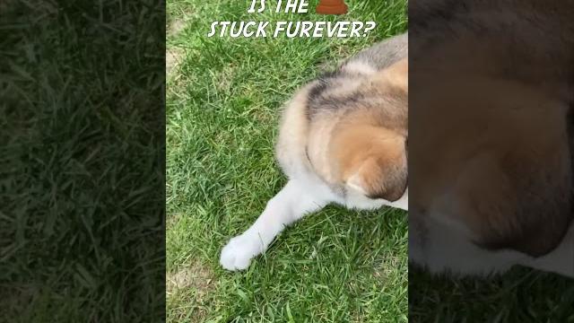 Puppy's poop gets stuck! Puppy's poop gets stuck!