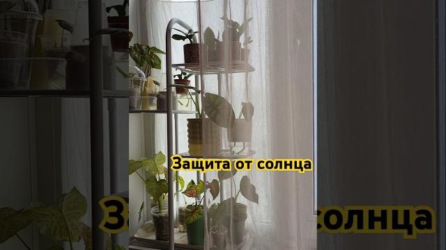 Обновка для растений - шторка) лучше марля или эта штора? #распаковка #цветовод #комнатныецветы Обновка для растений - шторка) лучше марля или эта штора? #распаковка #цветовод #комнатныецветы