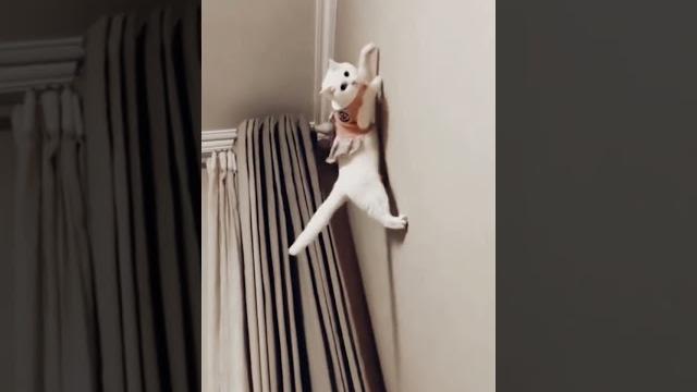 Самые смешные коты /приколы с котами/смешные животные 2023/funny cats/funniest cats/gatos engraçados Самые смешные коты /приколы с котами/смешные животные 2023/funny cats/funniest cats/gatos engraçados